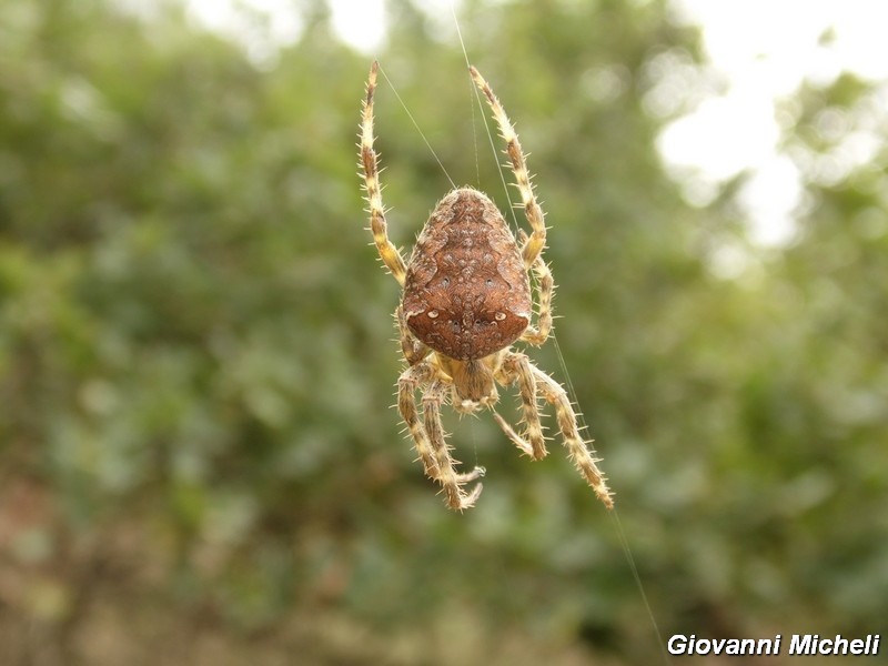 Serie di Araneae del Parco del Ticino